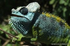 Trioceros hoehnelii