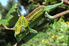 Trioceros hoehnelii