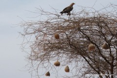 Aquila nipalensis