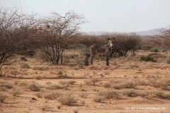 Equus grevyi