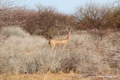 Litocranius walleri