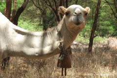 Camelus dromedarius