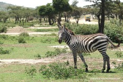 Equus burchelli