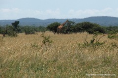 Giraffa camelopardalis rothschildi