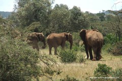 Loxodonta africana