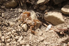 Scorpiones sp.