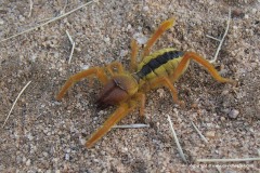 Solifugae sp.
