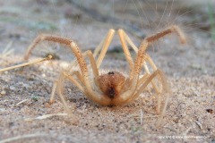 Solifugae sp.