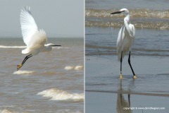 Egretta garzetta