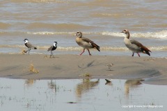 Vanellus spinosus / Anatidae sp.