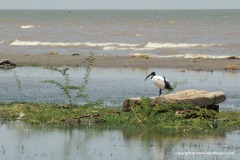 Threskiornis aethiopicus