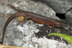 Algyroides nigropunctatus