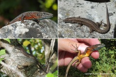 Algyroides nigropunctatus