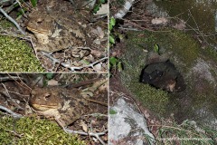 Bufo bufo