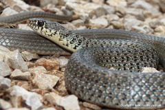 Hierophis gemonensis