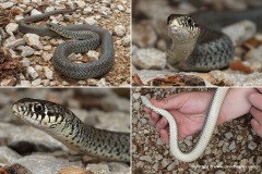 Hierophis gemonensis