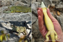 Lacerta trilineata