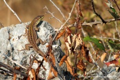 Podarcis siculus