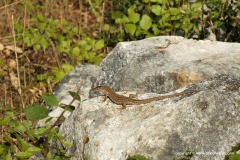 Podarcis siculus