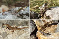Podarcis siculus