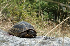 Testudo hermanni