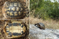 Testudo hermanni