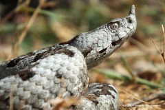 Vipera ammodytes