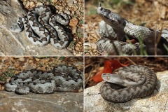 Vipera ammodytes