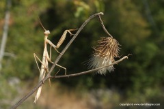 Mantis religiosa