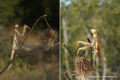 Mantis religiosa