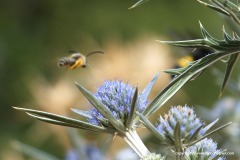 Flying Bee
