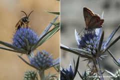 Different insects
