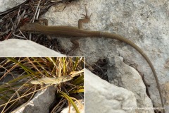 Podarcis melisellensis