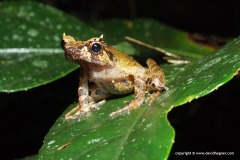 Megophrys longipes