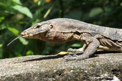 Varanus salvator