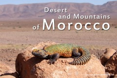 Morocco 2012