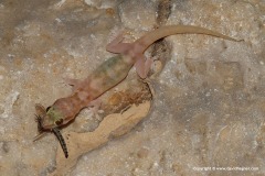 Hemidactylus homeolepis