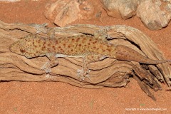 Hemidactylus macropholis