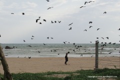 Weligama