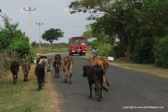 Near Tissamaharama