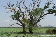 Tissamaharama