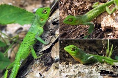 Calotes liocephalus