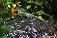 Calotes calotes