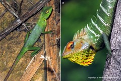 Calotes calotes
