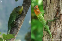 Calotes calotes