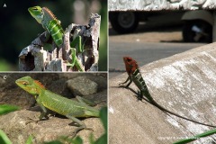 Calotes calotes