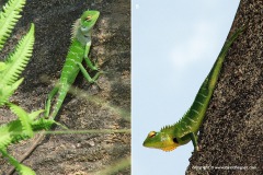 Calotes calotes
