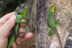 Calotes nigrilabris