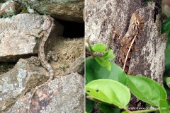 Calotes versicolor