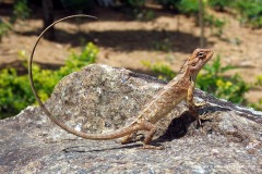 Calotes versicolor
